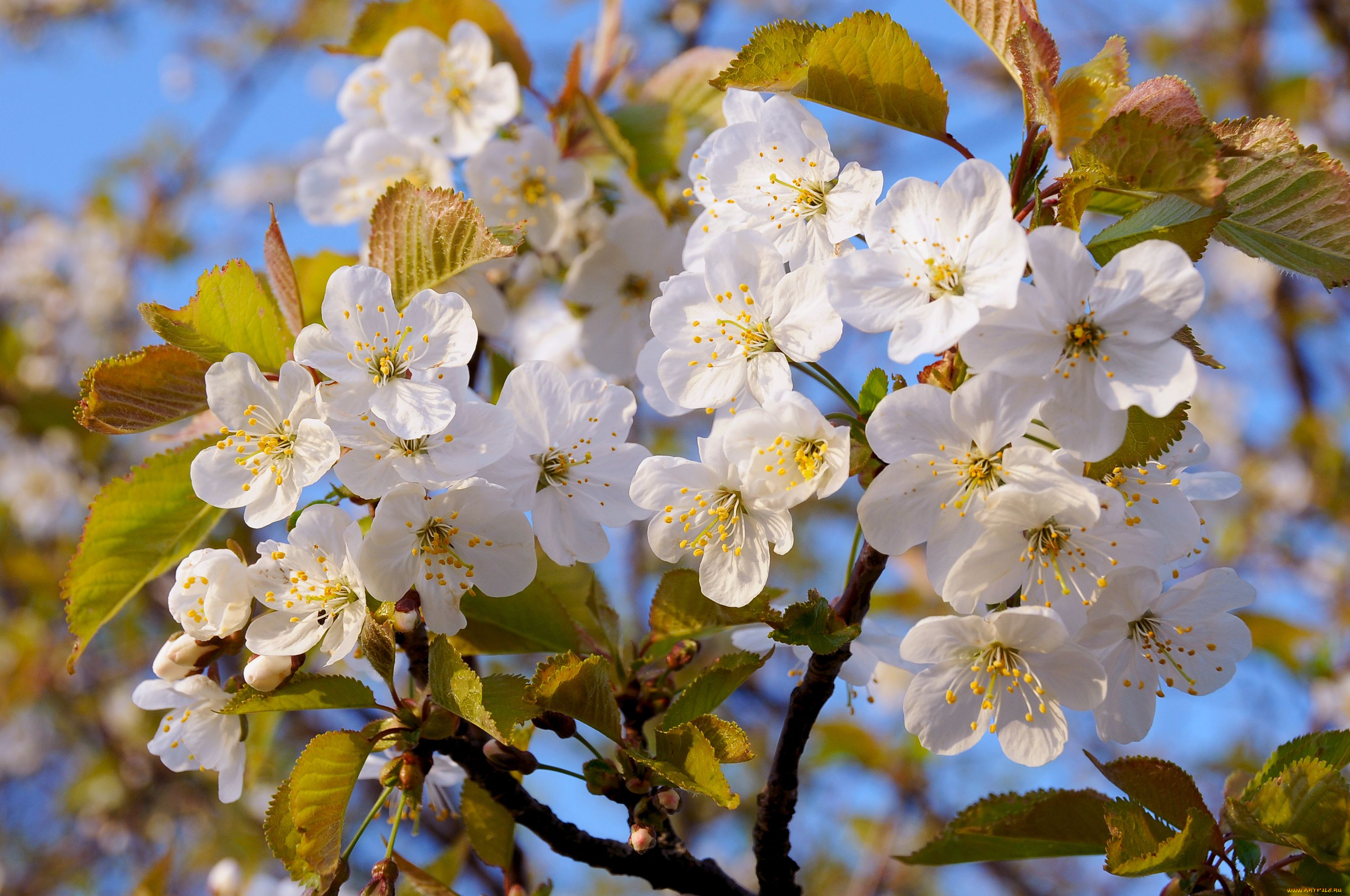 Яблони цветут весной. Цветущая яблоня и вишня. Цветущее дерево вишни яблони. Яблоня обильноцветущая. Расцветали яблони.